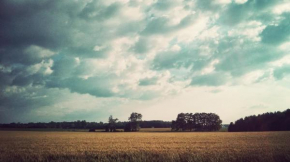 The Farm